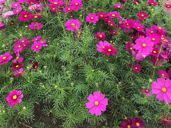 厦门鲜花绿植订购